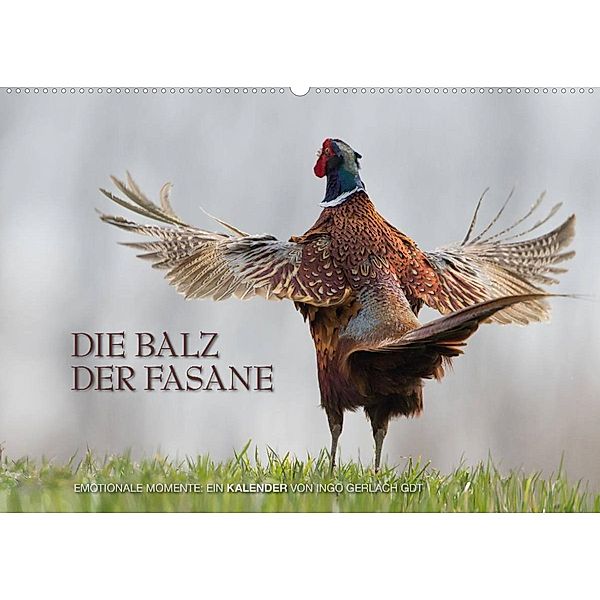 Emotionale Momente: Die Balz der Fasane / CH-Version (Wandkalender 2023 DIN A2 quer), Ingo Gerlach GDT
