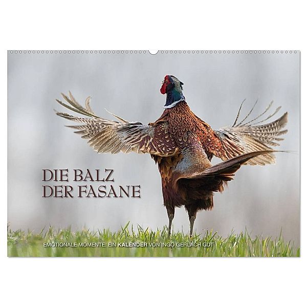 Emotionale Momente: Die Balz der Fasane / CH-Version (Wandkalender 2024 DIN A2 quer), CALVENDO Monatskalender, Ingo Gerlach GDT