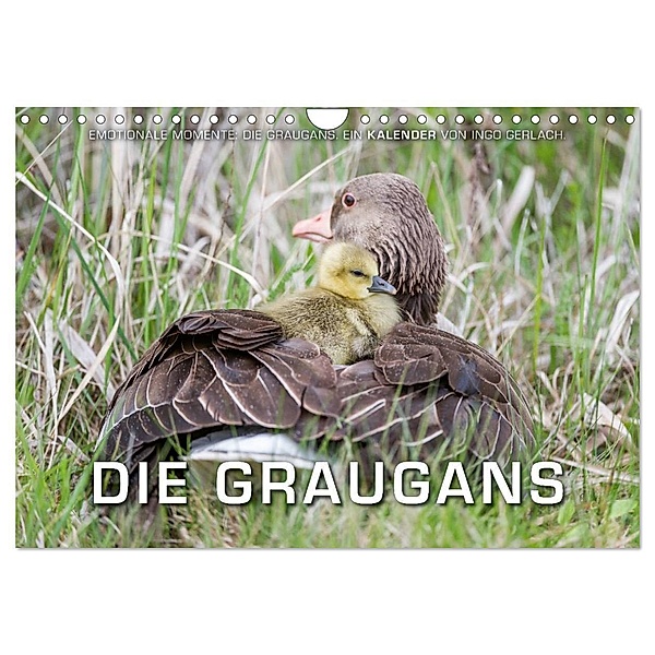 Emotionale Momente: Die Graugans. (Wandkalender 2024 DIN A4 quer), CALVENDO Monatskalender, Ingo Gerlach