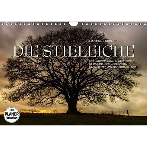 Emotionale Momente: Die Stieleiche (Wandkalender 2016 DIN A4 quer), Ingo Gerlach