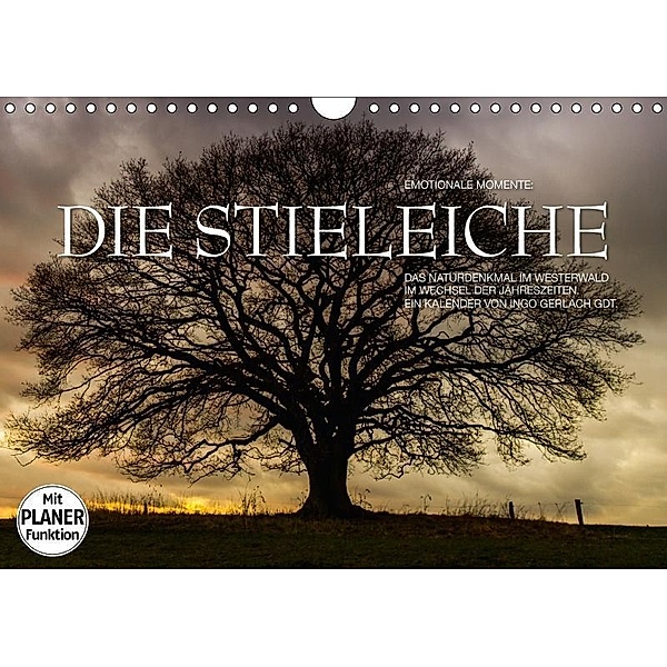 Emotionale Momente: Die Stieleiche (Wandkalender 2017 DIN A4 quer), Ingo Gerlach