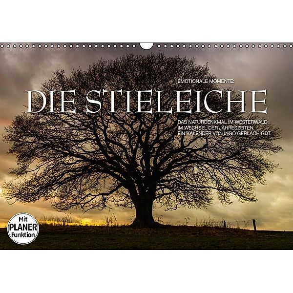 Emotionale Momente: Die Stieleiche (Wandkalender 2017 DIN A3 quer), Ingo Gerlach