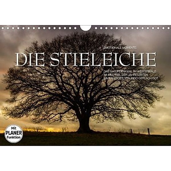 Emotionale Momente: Die Stieleiche (Wandkalender 2020 DIN A4 quer), Ingo Gerlach GDT