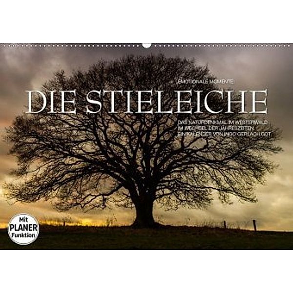 Emotionale Momente: Die Stieleiche (Wandkalender 2020 DIN A2 quer), Ingo Gerlach GDT