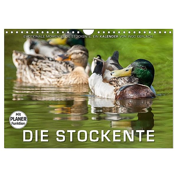 Emotionale Momente: Die Stockente. (Wandkalender 2025 DIN A4 quer), CALVENDO Monatskalender, Calvendo, Ingo Gerlach