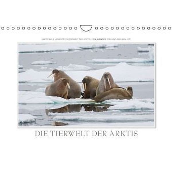 Emotionale Momente: Die Tierwelt der Arktis / CH-Version (Wandkalender 2016 DIN A4 quer), Ingo Gerlach