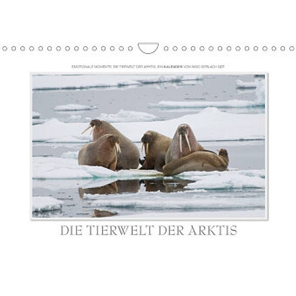 Emotionale Momente: Die Tierwelt der Arktis / CH-Version (Wandkalender 2022 DIN A4 quer), Ingo Gerlach GDT