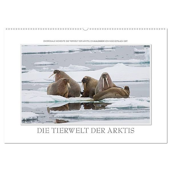 Emotionale Momente: Die Tierwelt der Arktis / CH-Version (Wandkalender 2024 DIN A2 quer), CALVENDO Monatskalender, Ingo Gerlach GDT