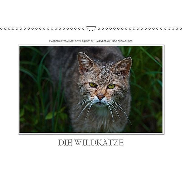 Emotionale Momente: Die Wildkatze. / CH-Version (Wandkalender 2017 DIN A3 quer), Ingo Gerlach, Ingo Gerlach GDT