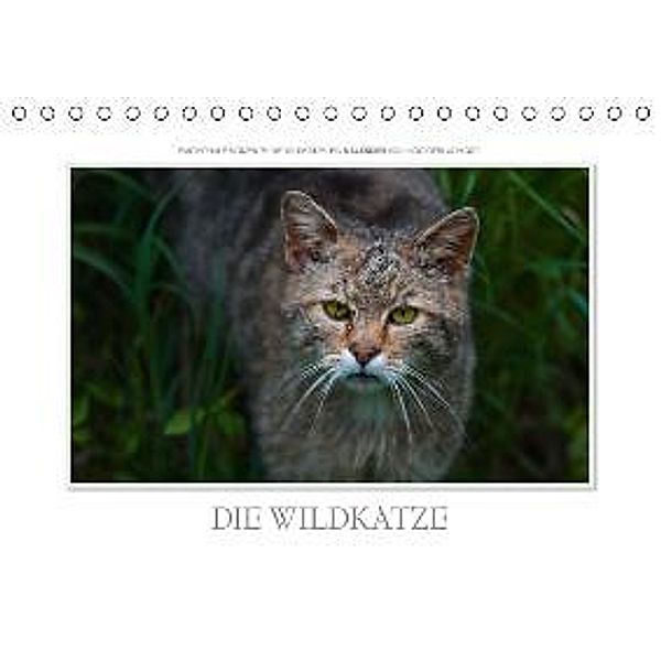 Emotionale Momente: Die Wildkatze. (Tischkalender 2016 DIN A5 quer), Ingo Gerlach