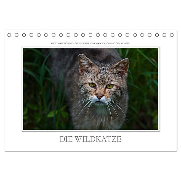 Emotionale Momente: Die Wildkatze. (Tischkalender 2024 DIN A5 quer), CALVENDO Monatskalender, Ingo Gerlach GDT