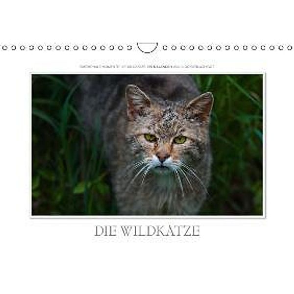 Emotionale Momente: Die Wildkatze. (Wandkalender 2016 DIN A4 quer), Ingo Gerlach