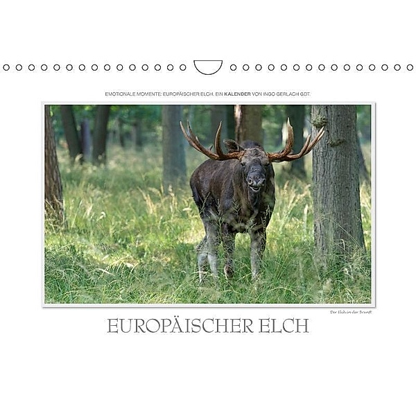 Emotionale Momente: Europäischer Elch. / CH-Version (Wandkalender 2017 DIN A4 quer), Ingo Gerlach