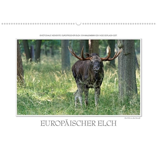 Emotionale Momente: Europäischer Elch. / CH-Version (Wandkalender 2023 DIN A2 quer), Ingo Gerlach GDT