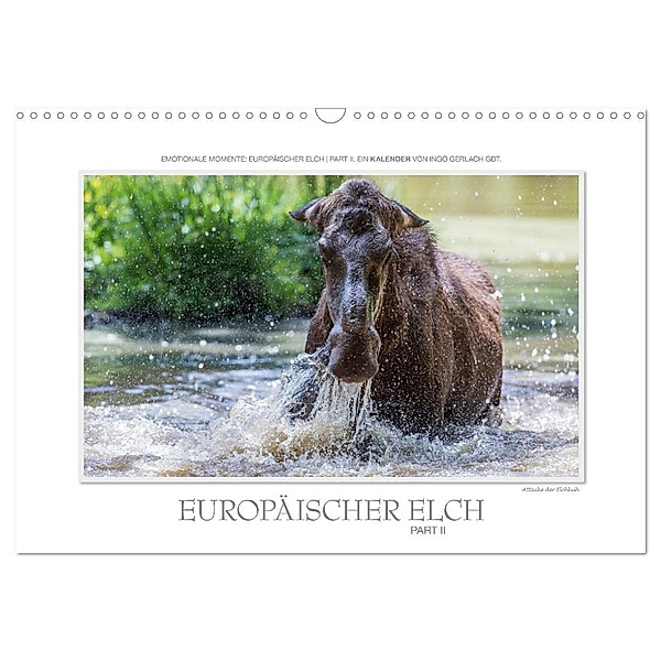 Emotionale Momente: Europäischer Elch Part II (Wandkalender 2024 DIN A3 quer), CALVENDO Monatskalender, Ingo Gerlach GDT