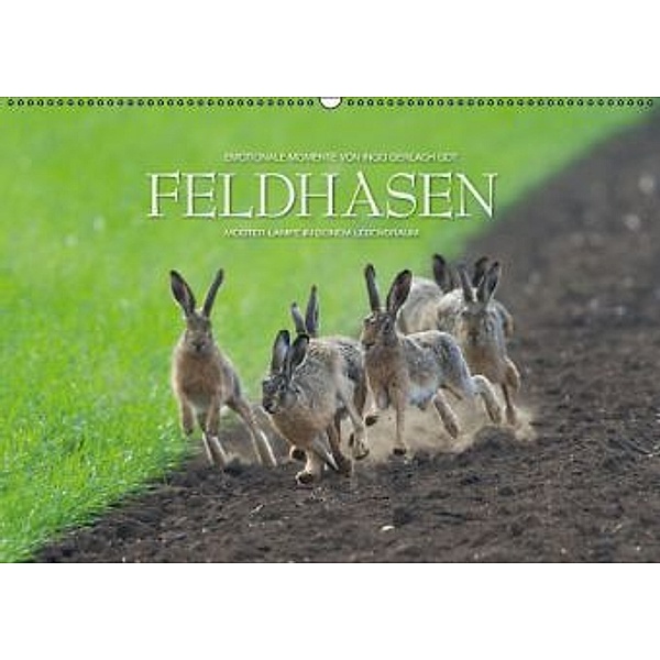Emotionale Momente: Feldhasen / AT-Version (Wandkalender 2015 DIN A2 quer), Ingo Gerlach