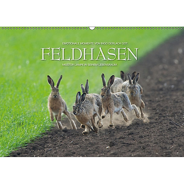 Emotionale Momente: Feldhasen / CH-Version (Wandkalender 2019 DIN A2 quer), Ingo Gerlach