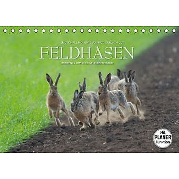 Emotionale Momente: Feldhasen (Tischkalender 2016 DIN A5 quer), Ingo Gerlach
