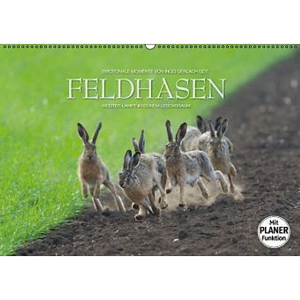 Emotionale Momente: Feldhasen (Wandkalender 2016 DIN A2 quer), Ingo Gerlach