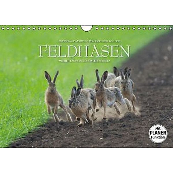 Emotionale Momente: Feldhasen (Wandkalender 2016 DIN A4 quer), Ingo Gerlach