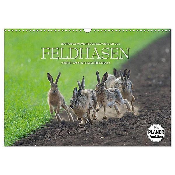 Emotionale Momente: Feldhasen (Wandkalender 2024 DIN A3 quer), CALVENDO Monatskalender, Ingo Gerlach GDT