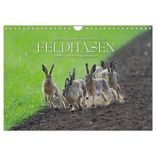 Emotionale Momente: Feldhasen (Wandkalender 2024 DIN A4 quer), CALVENDO Monatskalender, Ingo Gerlach GDT