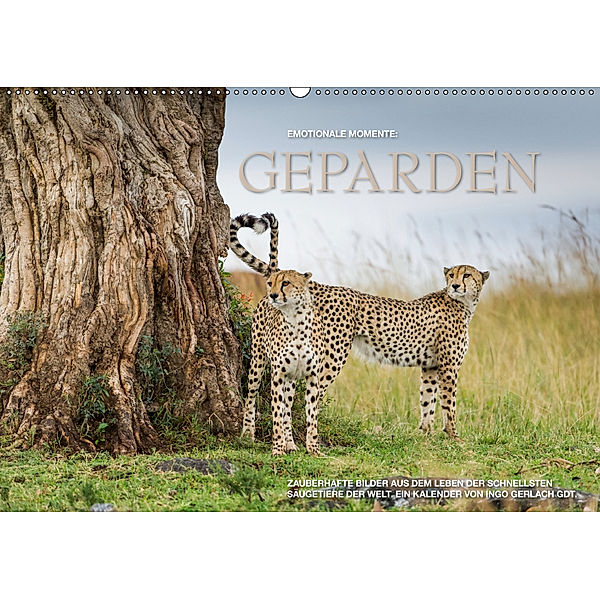Emotionale Momente: Geparden / CH-Version (Wandkalender 2019 DIN A2 quer), Ingo Gerlach