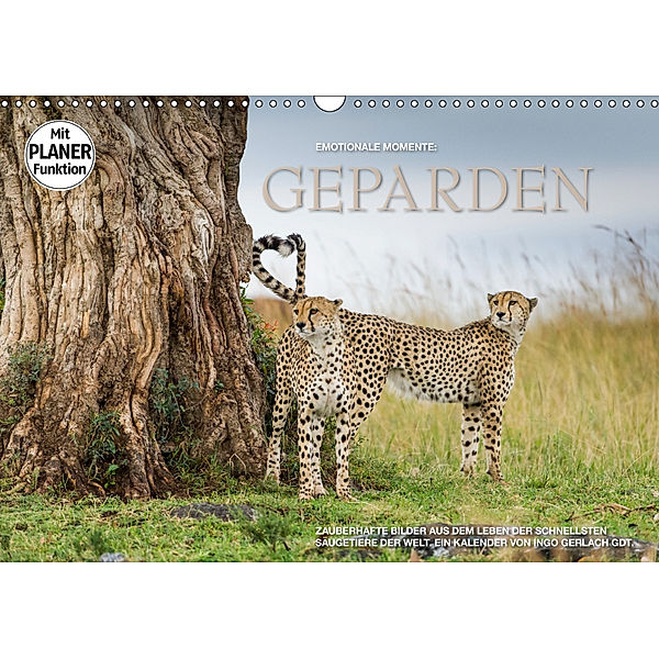 Emotionale Momente: Geparden (Wandkalender 2019 DIN A3 quer), Ingo Gerlach