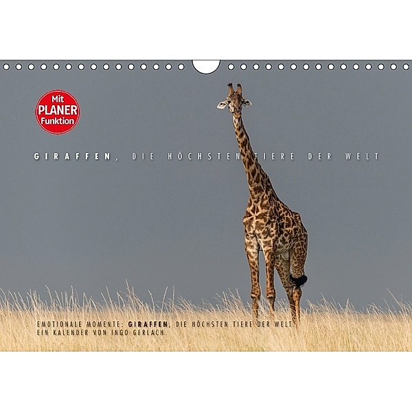 Emotionale Momente: Giraffen, die höchsten Tiere der Welt. (Wandkalender 2018 DIN A4 quer), Ingo Gerlach