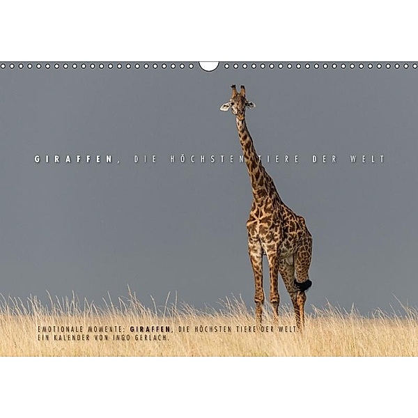 Emotionale Momente: Giraffen, die höchsten Tiere der Welt. (Wandkalender 2017 DIN A3 quer), Ingo Gerlach