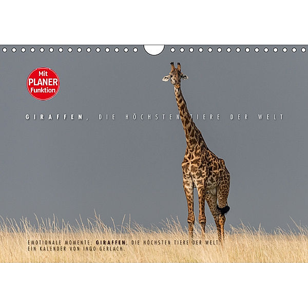 Emotionale Momente: Giraffen, die höchsten Tiere der Welt. (Wandkalender 2019 DIN A4 quer), Ingo Gerlach