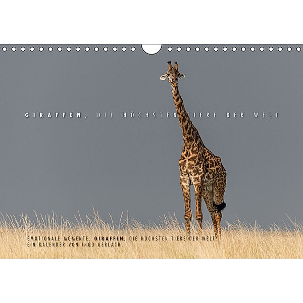 Emotionale Momente: Giraffen, die höchsten Tiere der Welt. (Wandkalender 2019 DIN A4 quer), Ingo Gerlach
