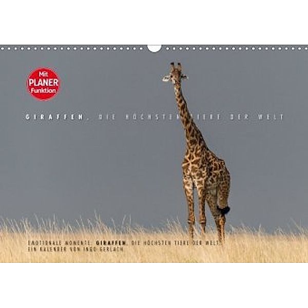 Emotionale Momente: Giraffen, die höchsten Tiere der Welt. (Wandkalender 2020 DIN A3 quer), Ingo Gerlach