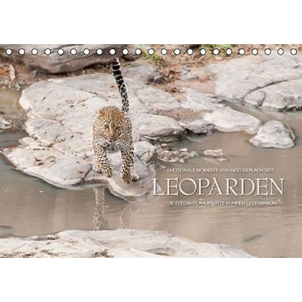 Emotionale Momente: Leoparden / CH-Version (Tischkalender 2016 DIN A5 quer), Ingo Gerlach