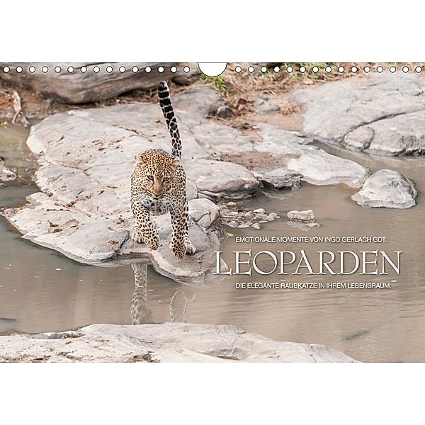 Emotionale Momente: Leoparden / CH-Version (Wandkalender 2021 DIN A4 quer), Ingo Gerlach GDT