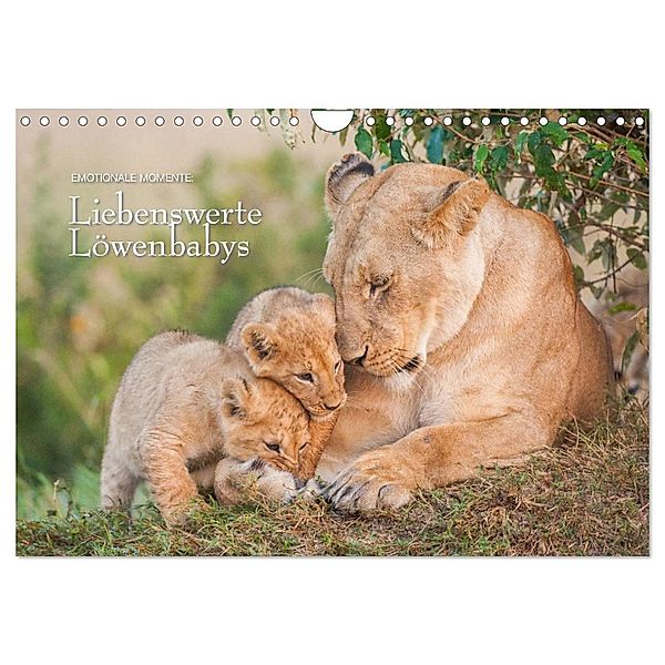 Emotionale Momente: Liebenswerte Löwenbabys (Wandkalender 2024 DIN A4 quer), CALVENDO Monatskalender, Ingo Gerlach GDT