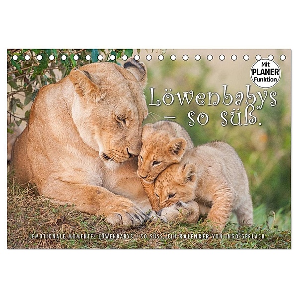 Emotionale Momente: Löwenbabys - so süss. (Tischkalender 2025 DIN A5 quer), CALVENDO Monatskalender, Calvendo, Ingo Gerlach