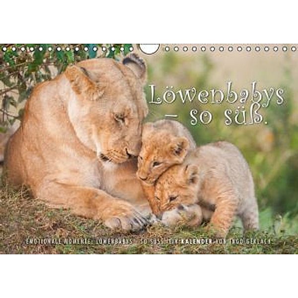 Emotionale Momente: Löwenbabys - so süß. (Wandkalender 2015 DIN A4 quer), Ingo Gerlach