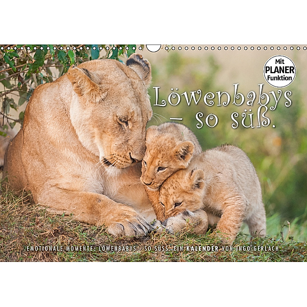 Emotionale Momente: Löwenbabys - so süß. (Wandkalender 2019 DIN A3 quer), Ingo Gerlach