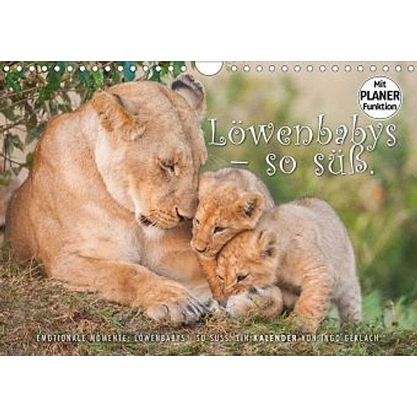 Emotionale Momente: Löwenbabys - so süß. (Wandkalender 2020 DIN A4 quer), Ingo Gerlach