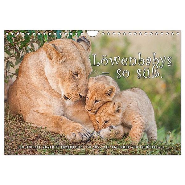 Emotionale Momente: Löwenbabys - so süss. (Wandkalender 2024 DIN A4 quer), CALVENDO Monatskalender, Ingo Gerlach