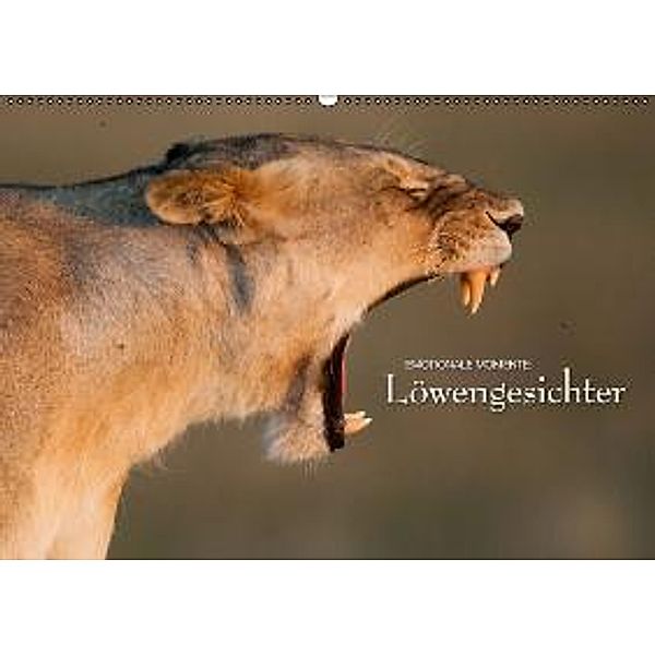 Emotionale Momente: Löwengesichter / CH-Version (Wandkalender 2015 DIN A2 quer), Ingo Gerlach