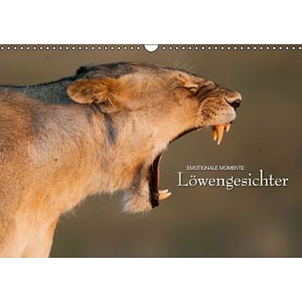 Emotionale Momente: Löwengesichter / CH-Version (Wandkalender 2016 DIN A3 quer), Ingo Gerlach