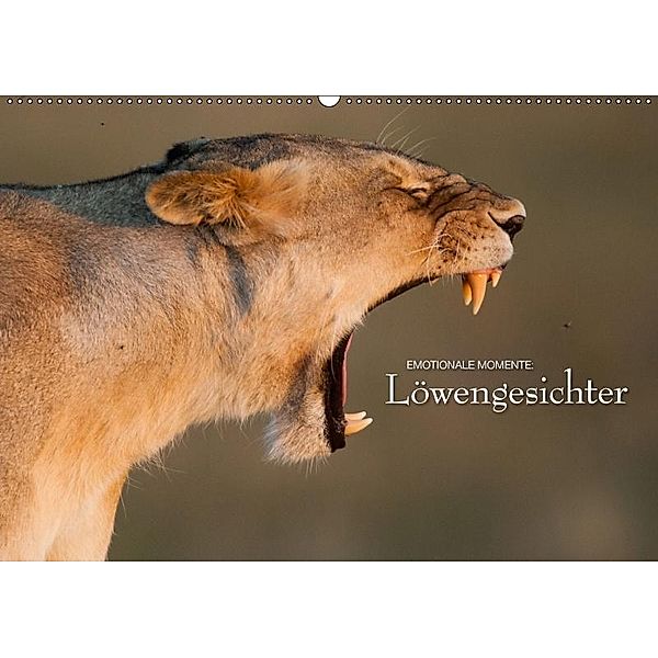 Emotionale Momente: Löwengesichter / CH-Version (Wandkalender 2017 DIN A2 quer), Ingo Gerlach