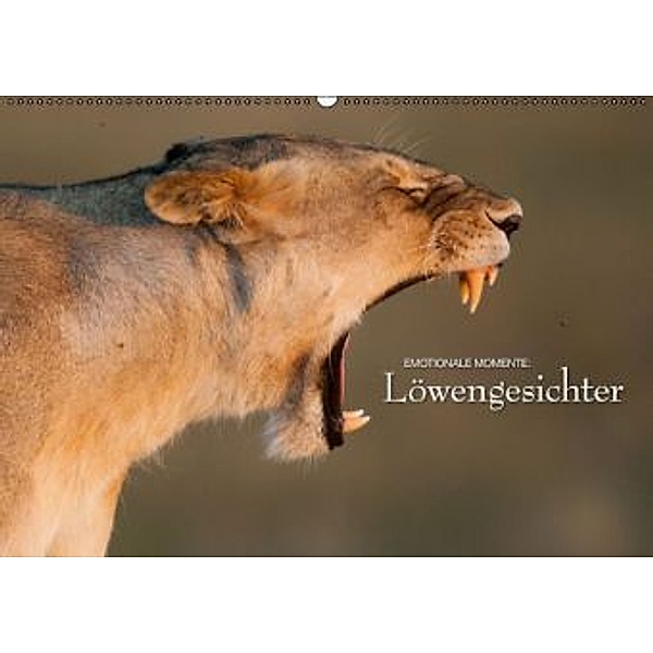 Emotionale Momente: Löwengesichter (Wandkalender 2016 DIN A2 quer), Ingo Gerlach