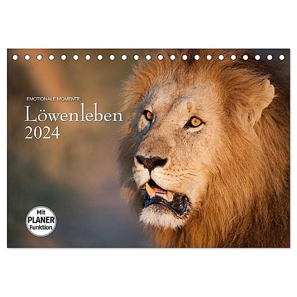 Emotionale Momente: Löwenleben (Tischkalender 2024 DIN A5 quer), CALVENDO Monatskalender, Ingo Gerlach GDT