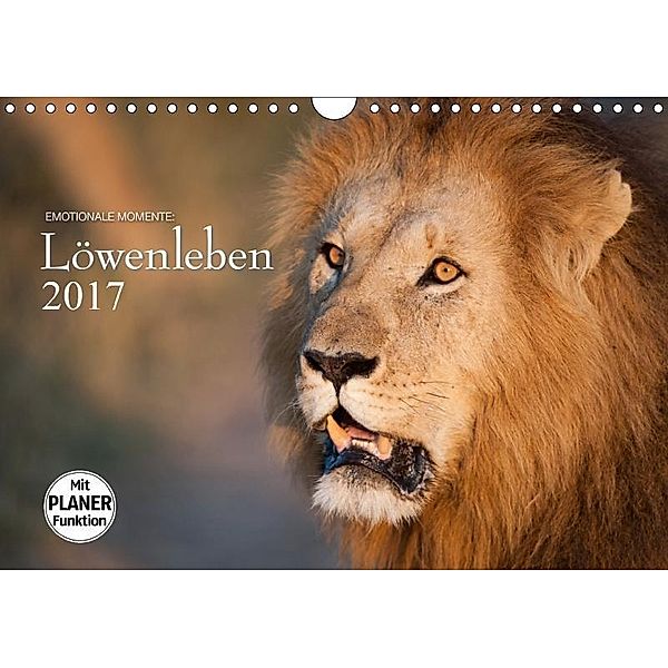 Emotionale Momente: Löwenleben (Wandkalender 2017 DIN A4 quer), Ingo Gerlach