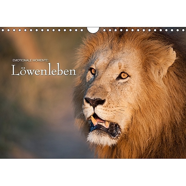 Emotionale Momente: Löwenleben (Wandkalender 2018 DIN A4 quer), Ingo Gerlach, Ingo Gerlach GDT