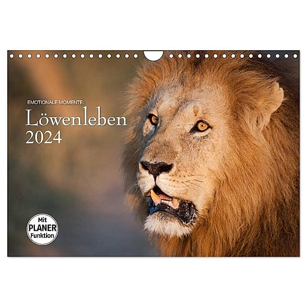 Emotionale Momente: Löwenleben (Wandkalender 2024 DIN A4 quer), CALVENDO Monatskalender, Ingo Gerlach GDT