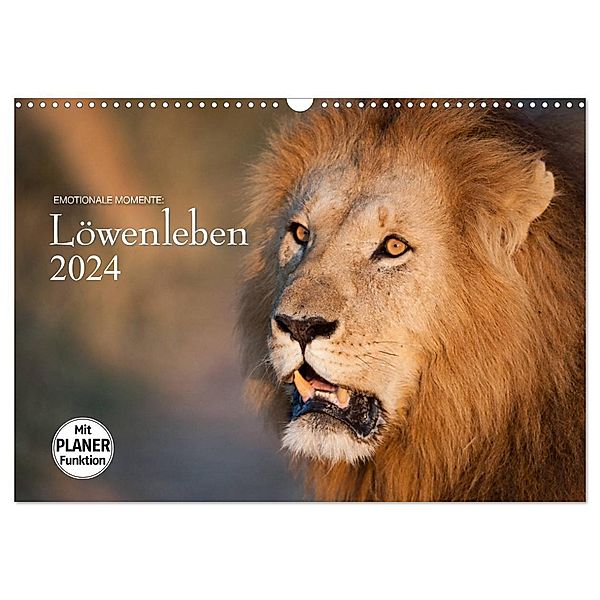 Emotionale Momente: Löwenleben (Wandkalender 2024 DIN A3 quer), CALVENDO Monatskalender, Ingo Gerlach GDT